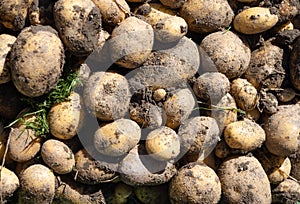 Pile of dirty newly harvested potatoes -Â Solanum tuberosum. Full frame. Harvesting potato roots from soil in homemade garden.
